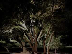 Outdoor lighting oak Houston, tx